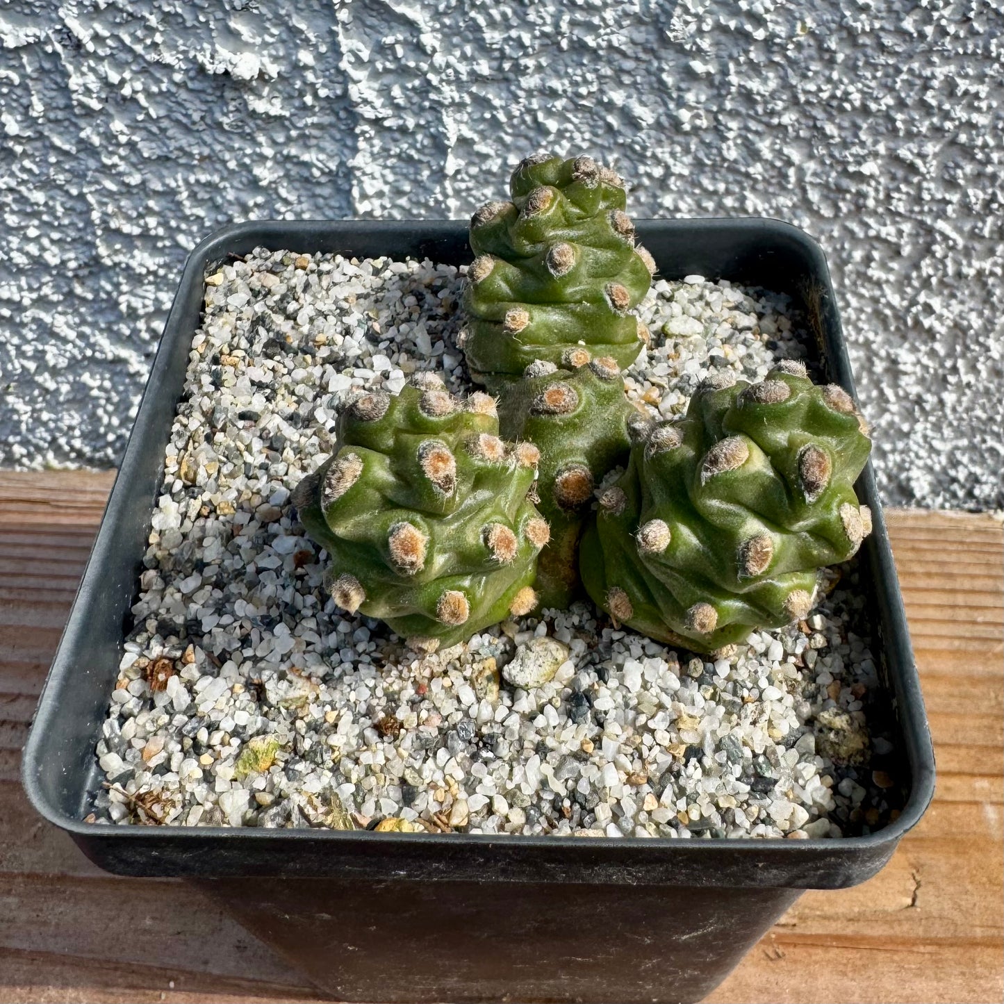 Tephrocactus molinensis – 3.5" Pot (Grower's Choice)