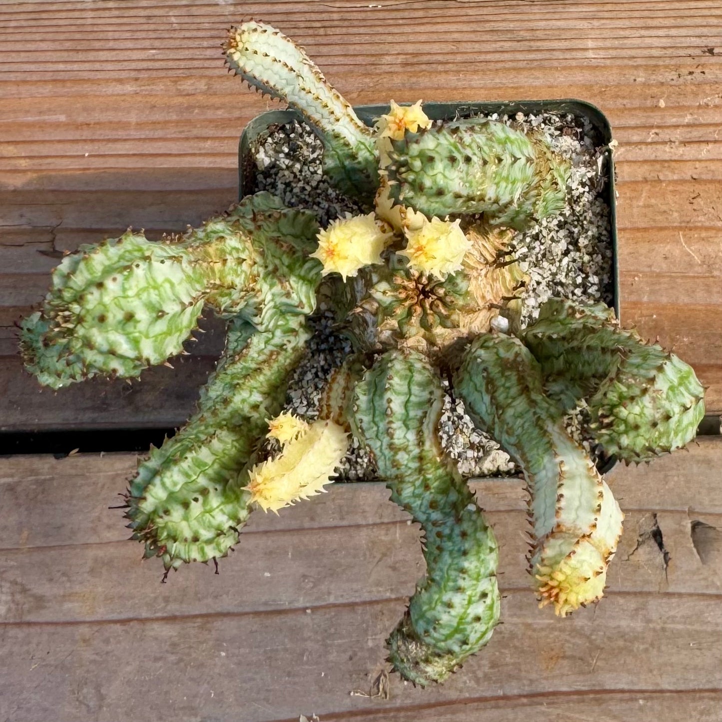 Euphorbia perdorsiana variegated - 4" pot