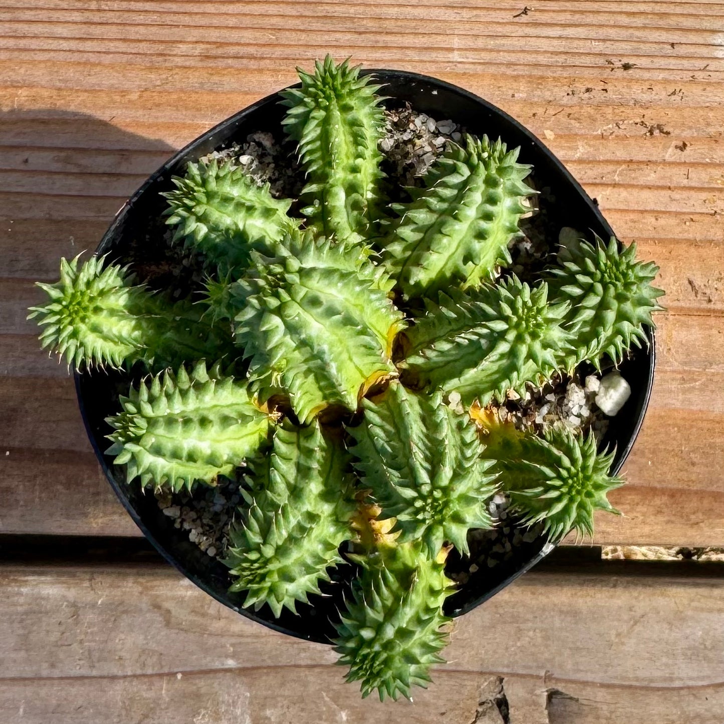 Euphorbia susannae – 3.5" Pot (Grower's Choice)
