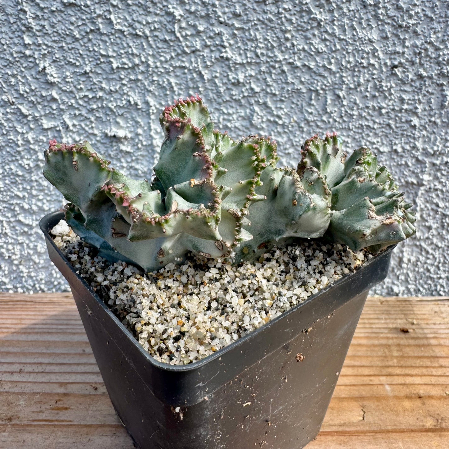 Euphorbia lactea crested variegated (Coral Cactus) – 4" Pot (Grower's Choice)
