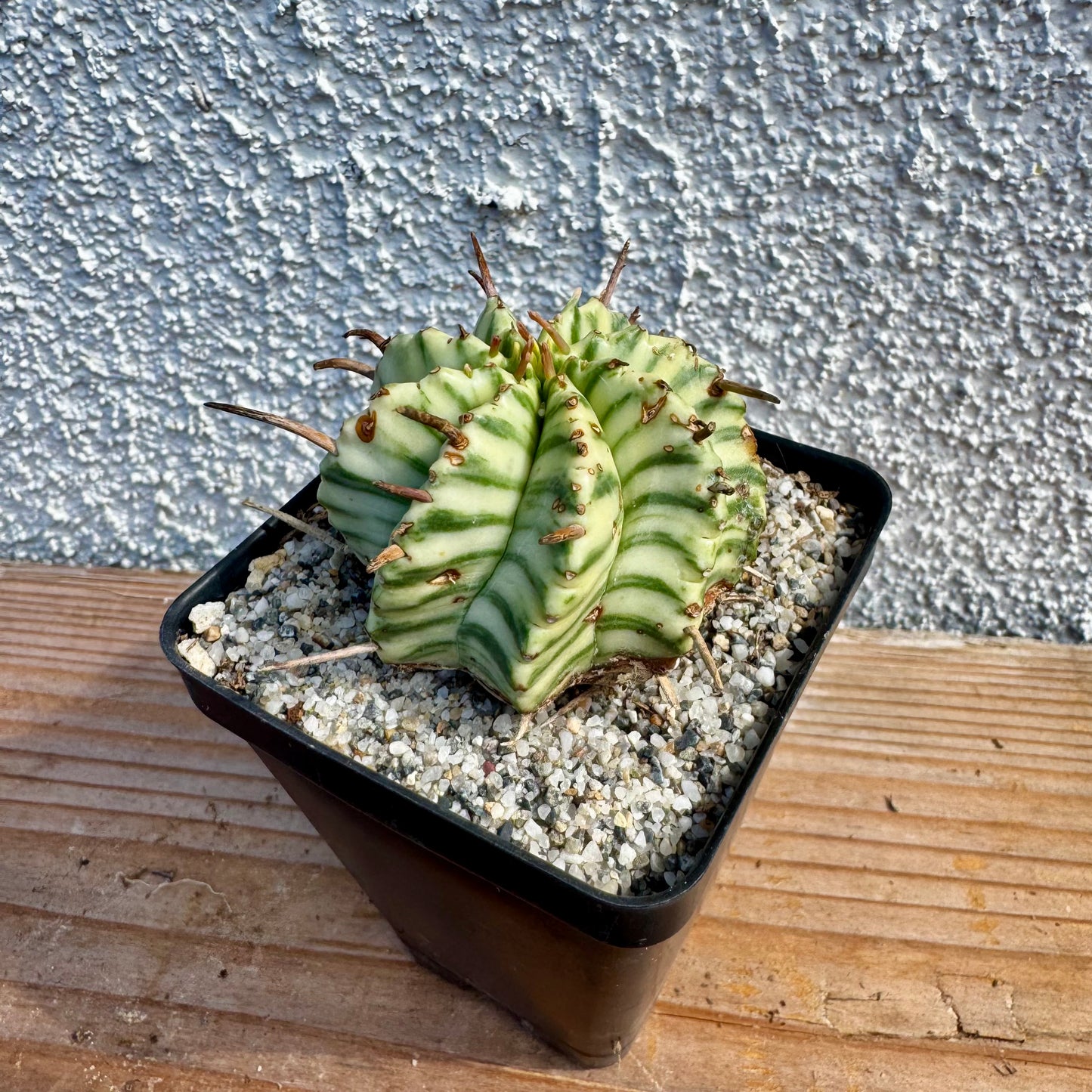 Euphorbia meloformis Variegated – 2.5" Pot (Grower's Choice)