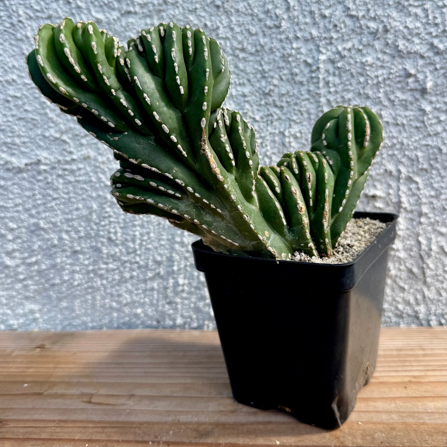 Pachycereus marginatocereus 'Crested' (Rare Mexican Fence Post Cactus) - 4" pot