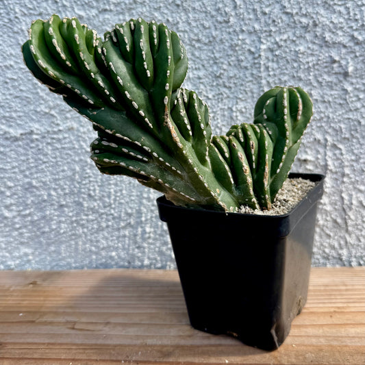 Pachycereus marginatocereus 'Crested' (Rare Mexican Fence Post Cactus) - 4" pot