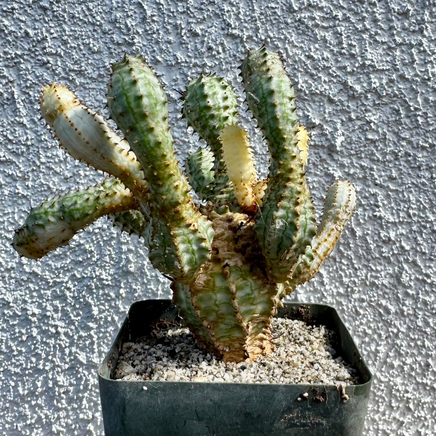 Euphorbia perdorsiana variegated - 4" pot