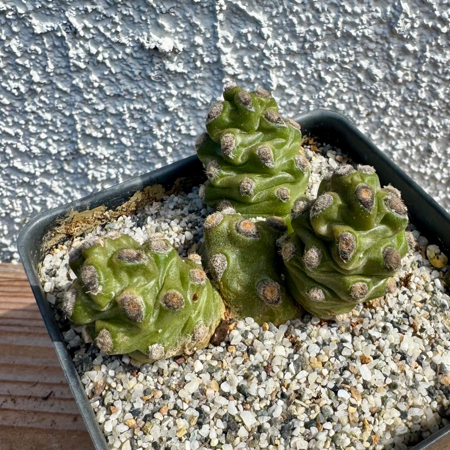 Tephrocactus molinensis – 3.5" Pot (Grower's Choice)