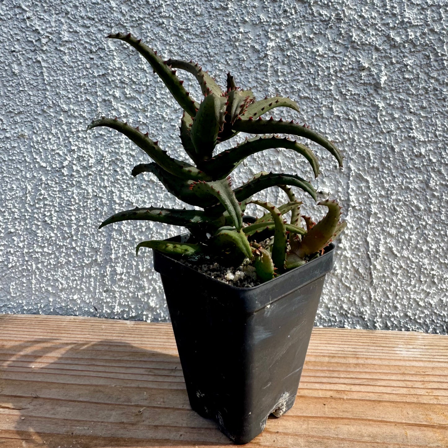 Aloe castilloniae – 2.5" Pot (Grower's Choice)