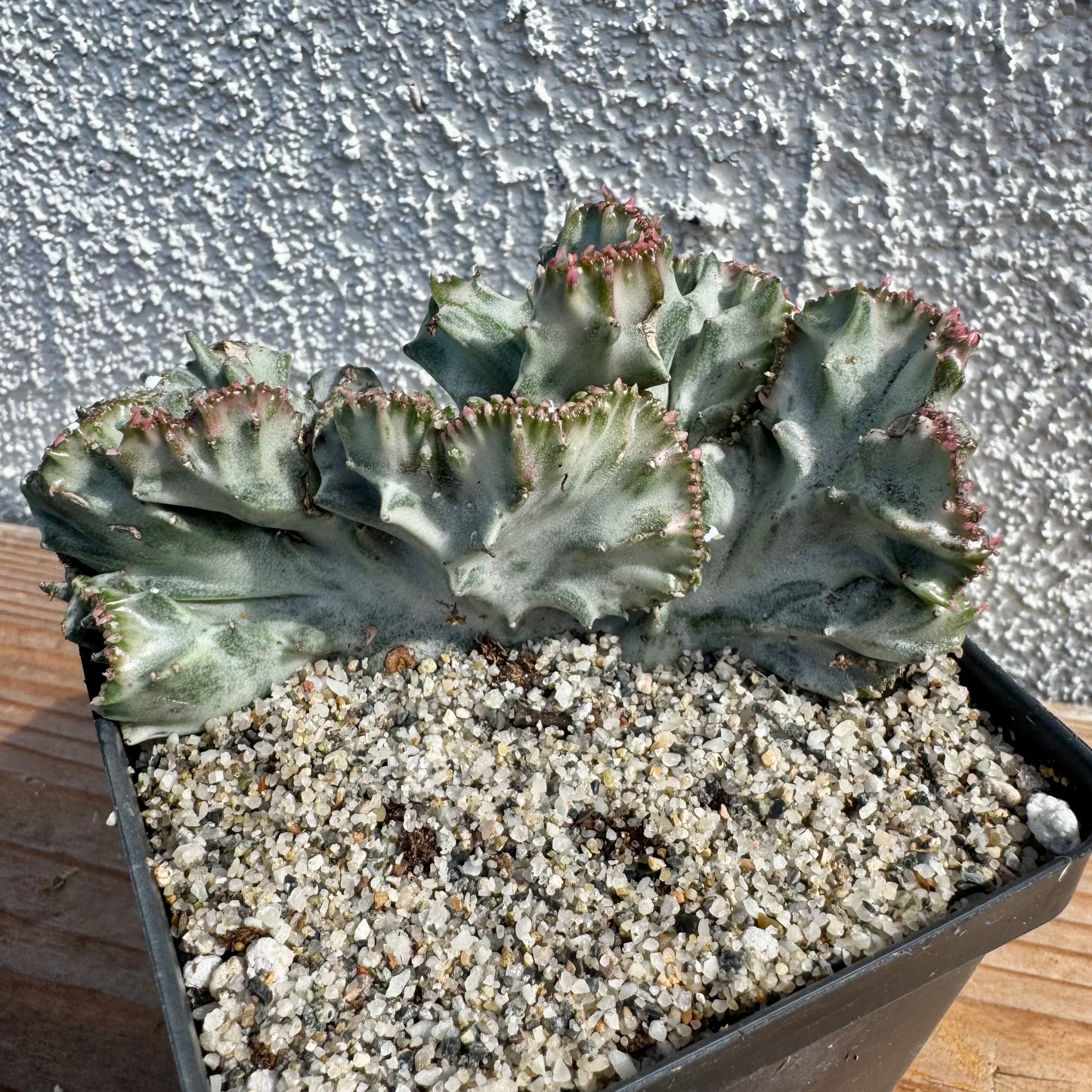 Euphorbia lactea crested variegated (Coral Cactus) – 4" Pot (Grower's Choice)