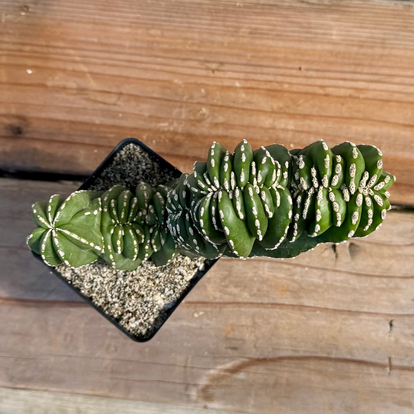 Pachycereus marginatocereus 'Crested' (Rare Mexican Fence Post Cactus) - 4" pot