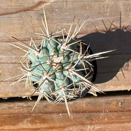 Browningia hertlingiana – 2" Pot (Grower's Choice)