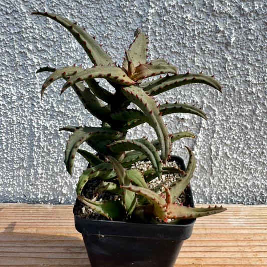Aloe castilloniae – 2.5" Pot (Grower's Choice)