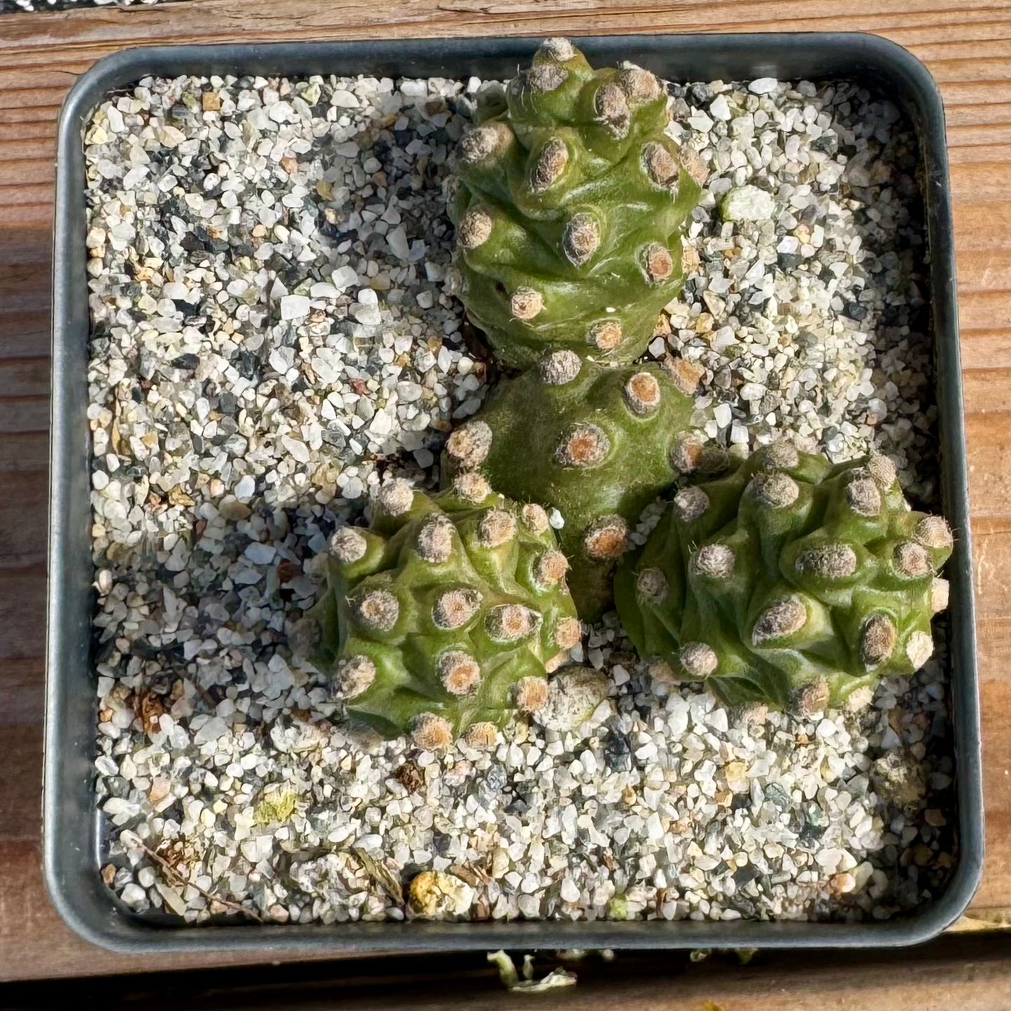 Tephrocactus molinensis – 3.5" Pot (Grower's Choice)