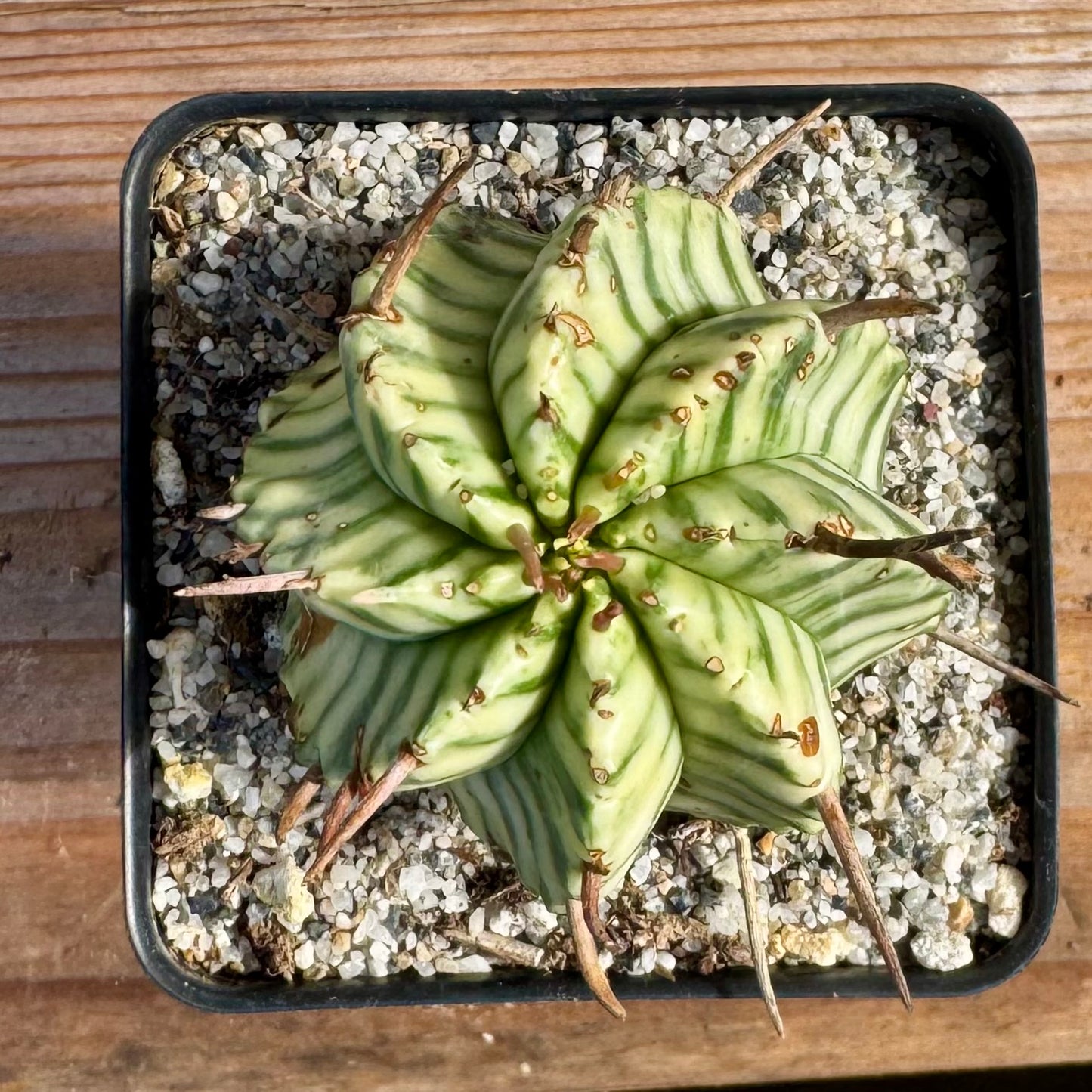 Euphorbia meloformis Variegated – 2.5" Pot (Grower's Choice)