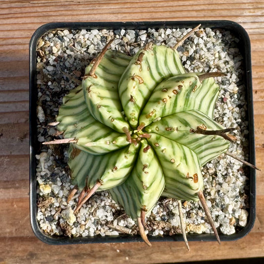 Euphorbia meloformis Variegated – 2.5" Pot (Grower's Choice)