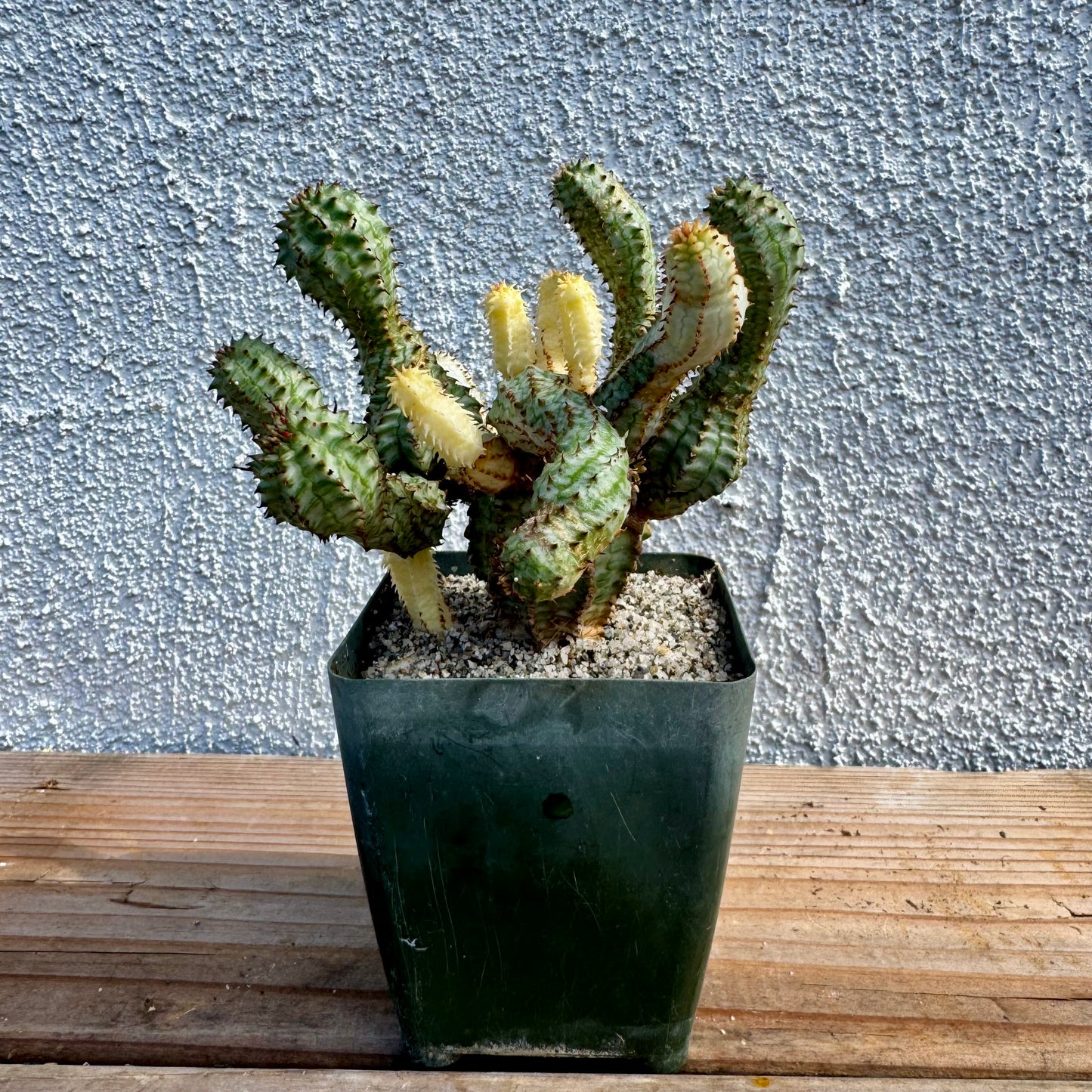 Euphorbia perdorsiana variegated - 4" pot