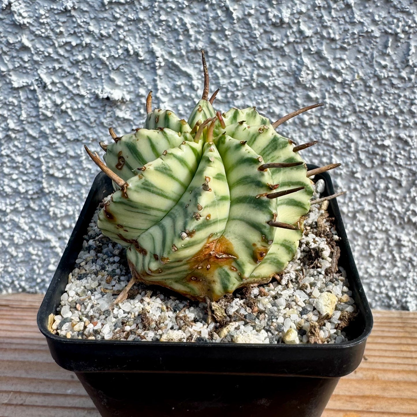 Euphorbia meloformis Variegated – 2.5" Pot (Grower's Choice)