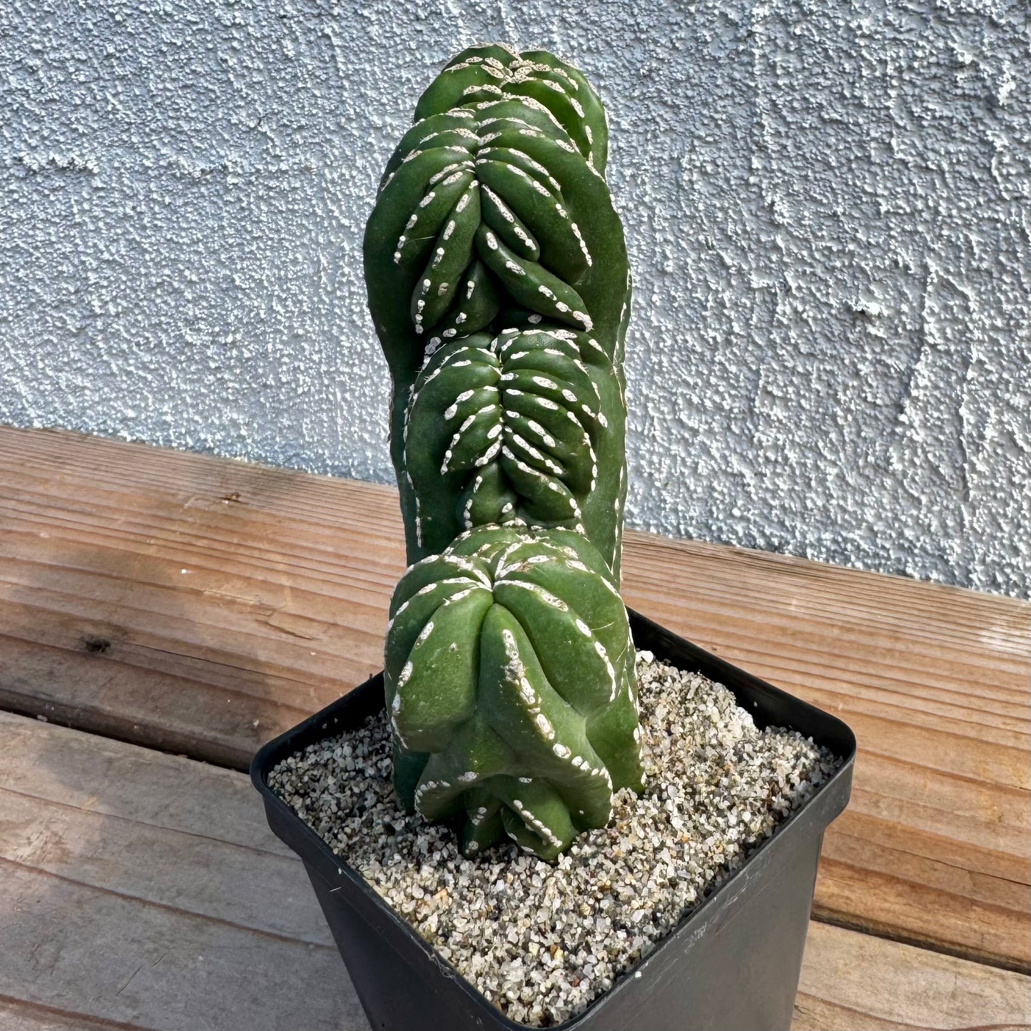 Pachycereus marginatocereus 'Crested' (Rare Mexican Fence Post Cactus) - 4" pot