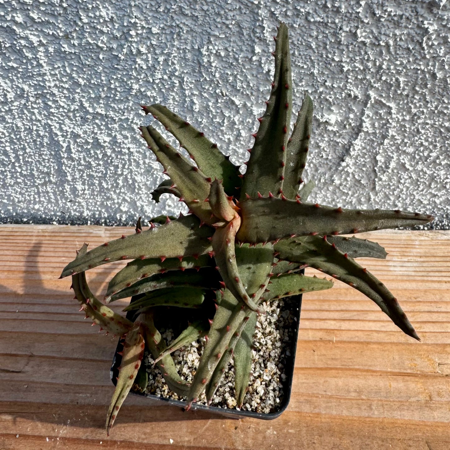 Aloe castilloniae – 2.5" Pot (Grower's Choice)