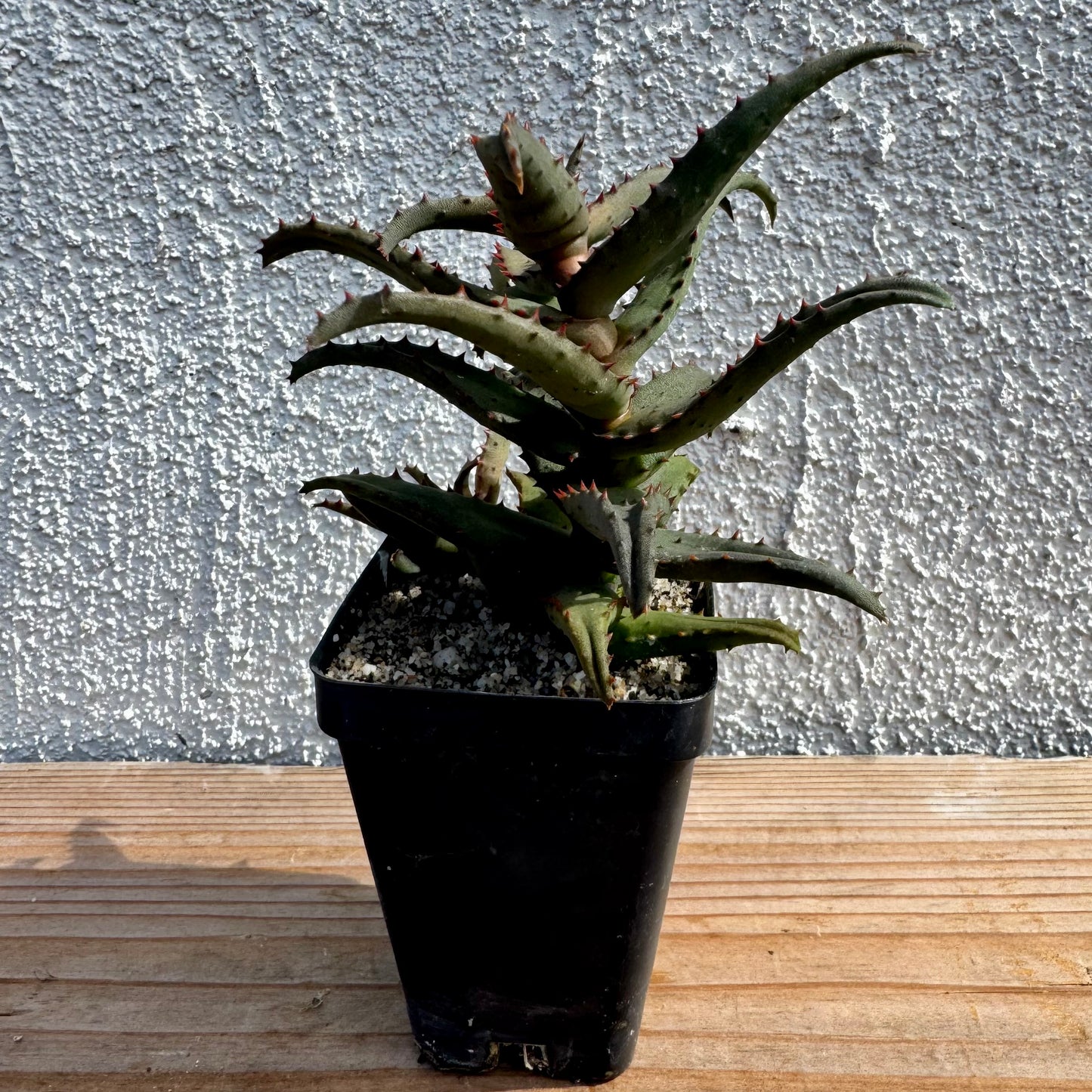 Aloe castilloniae – 2.5" Pot (Grower's Choice)
