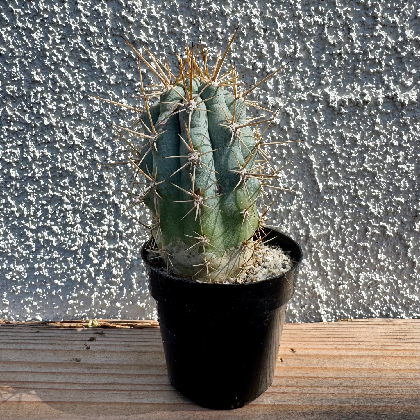 Browningia hertlingiana – 2" Pot (Grower's Choice)