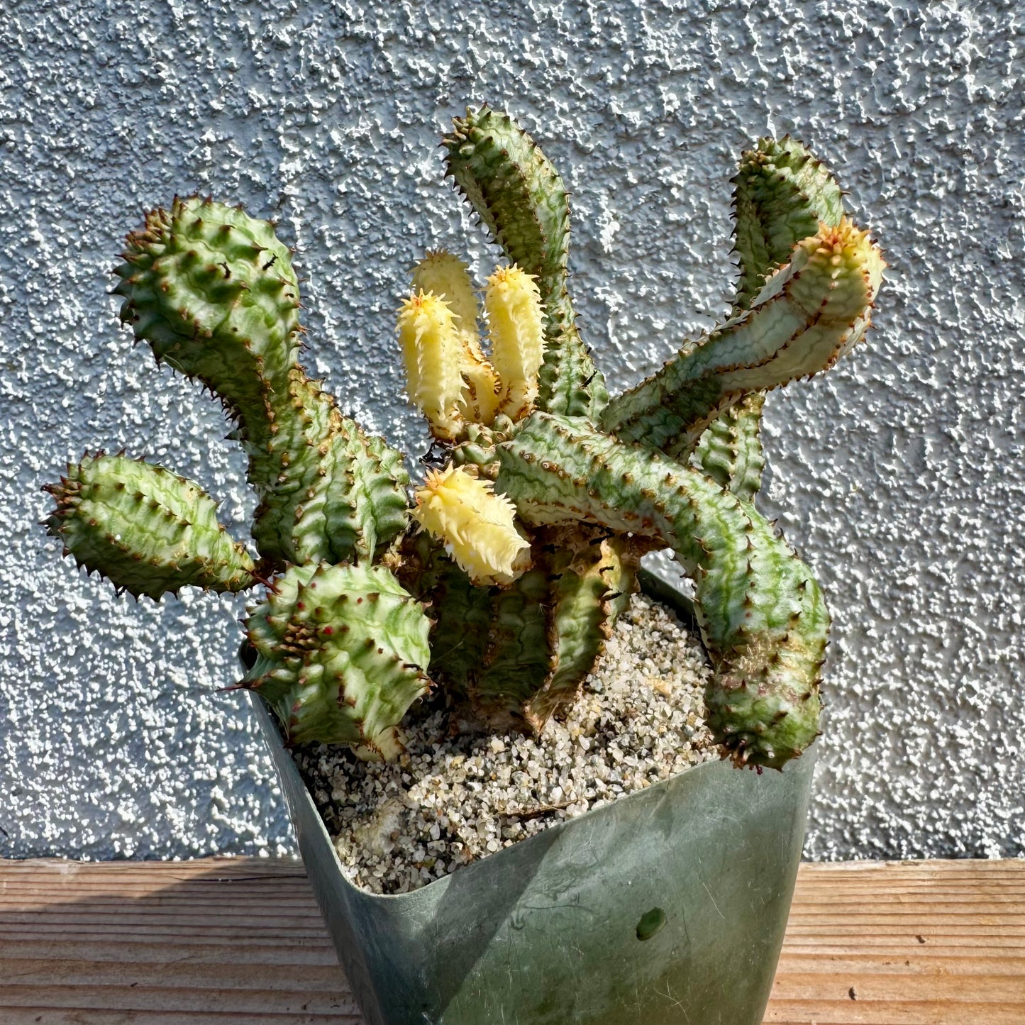 Euphorbia perdorsiana variegated - 4" pot