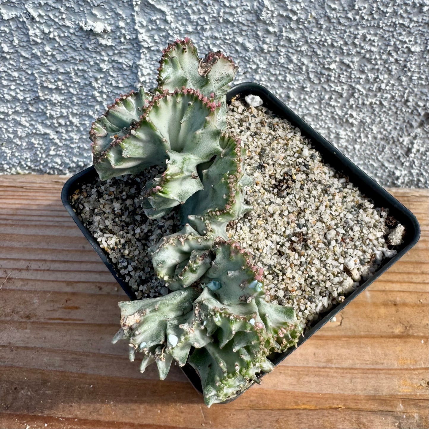 Euphorbia lactea crested variegated (Coral Cactus) – 4" Pot (Grower's Choice)