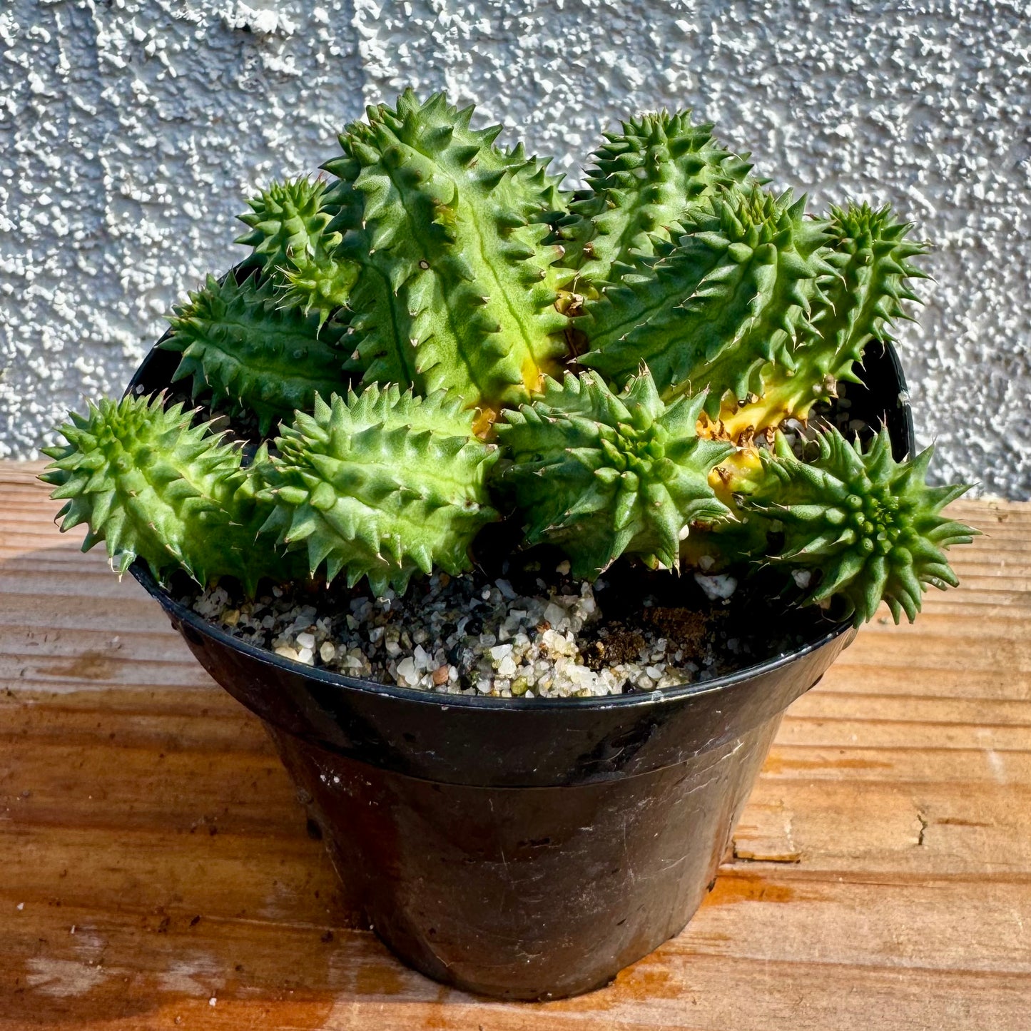 Euphorbia susannae – 3.5" Pot (Grower's Choice)