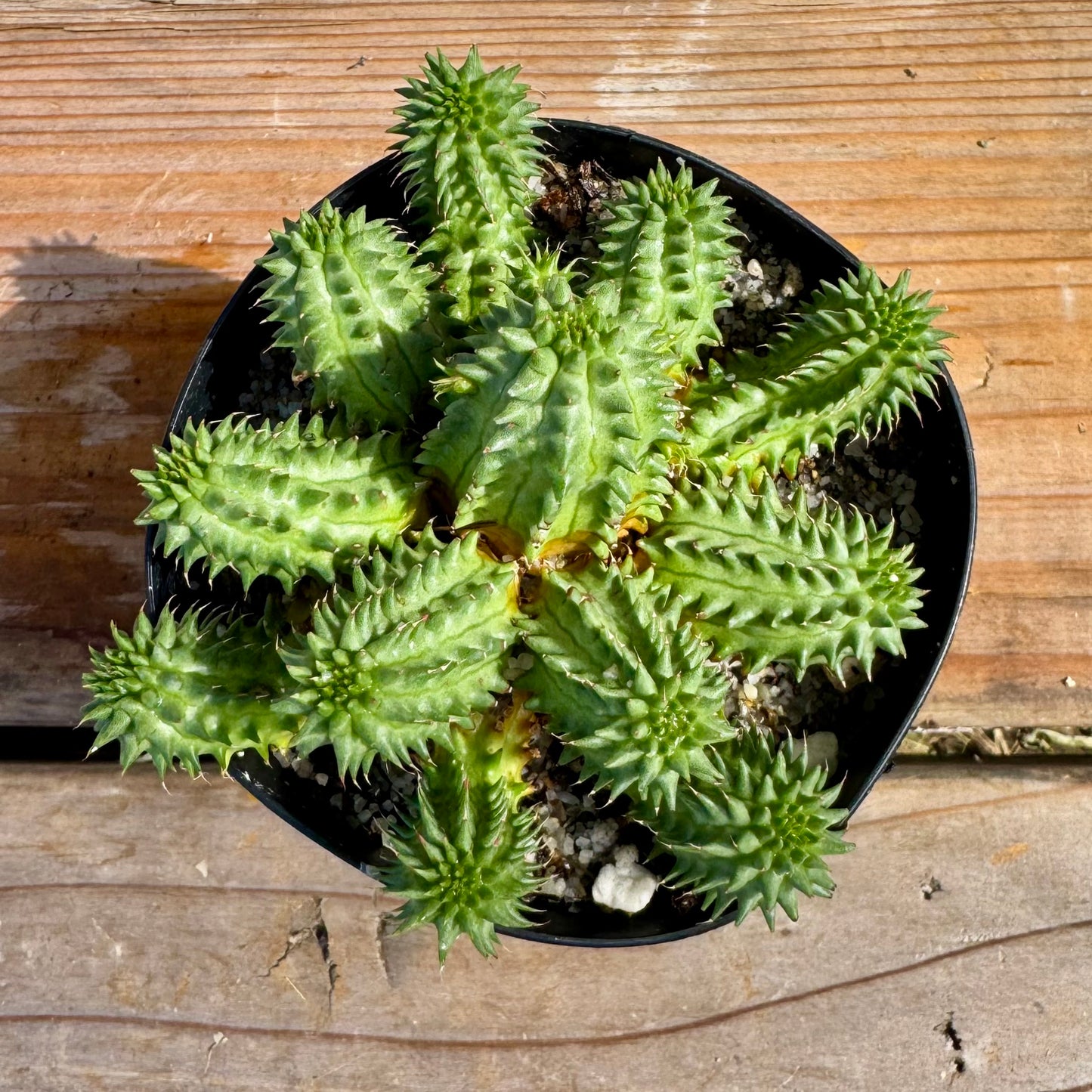 Euphorbia susannae – 3.5" Pot (Grower's Choice)