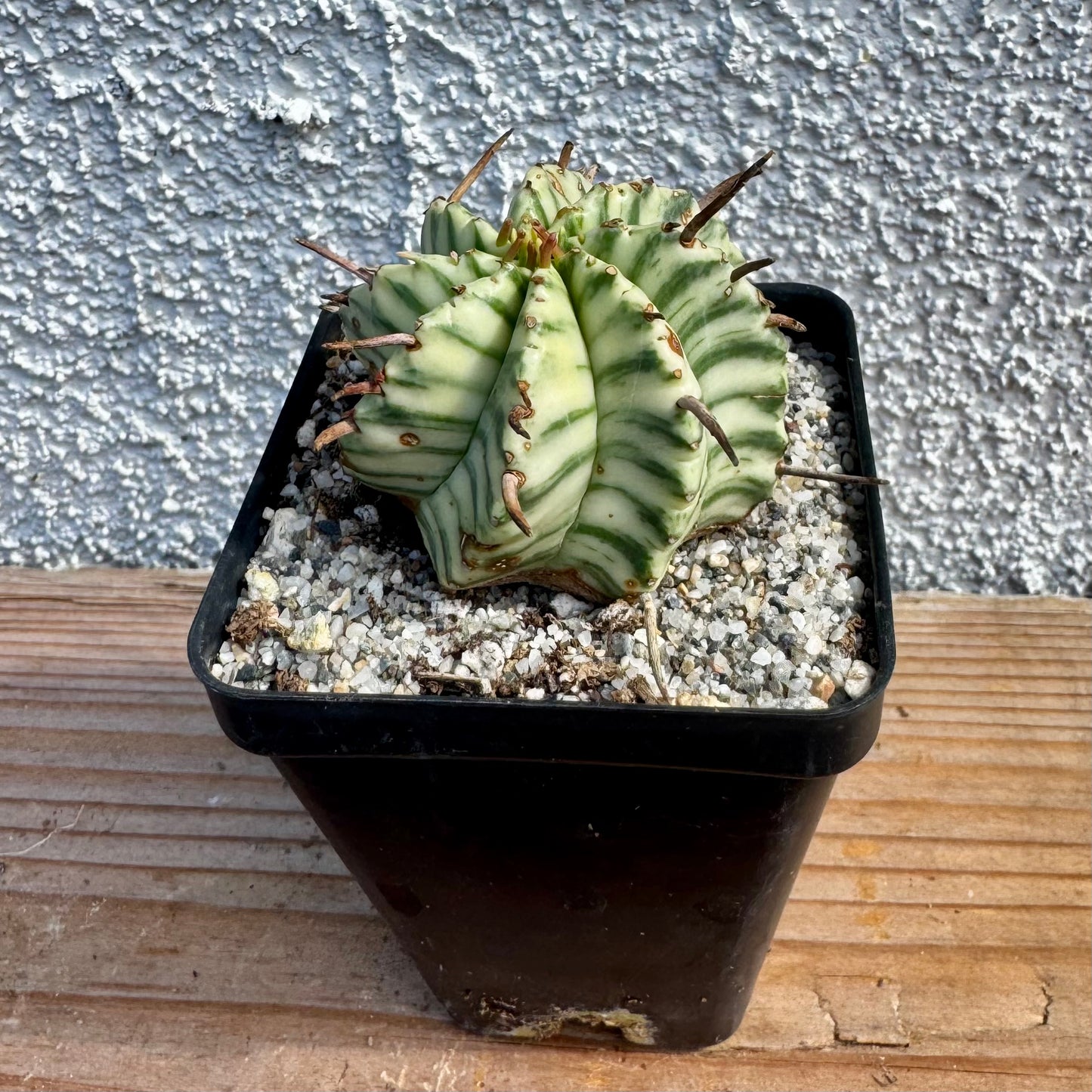 Euphorbia meloformis Variegated – 2.5" Pot (Grower's Choice)