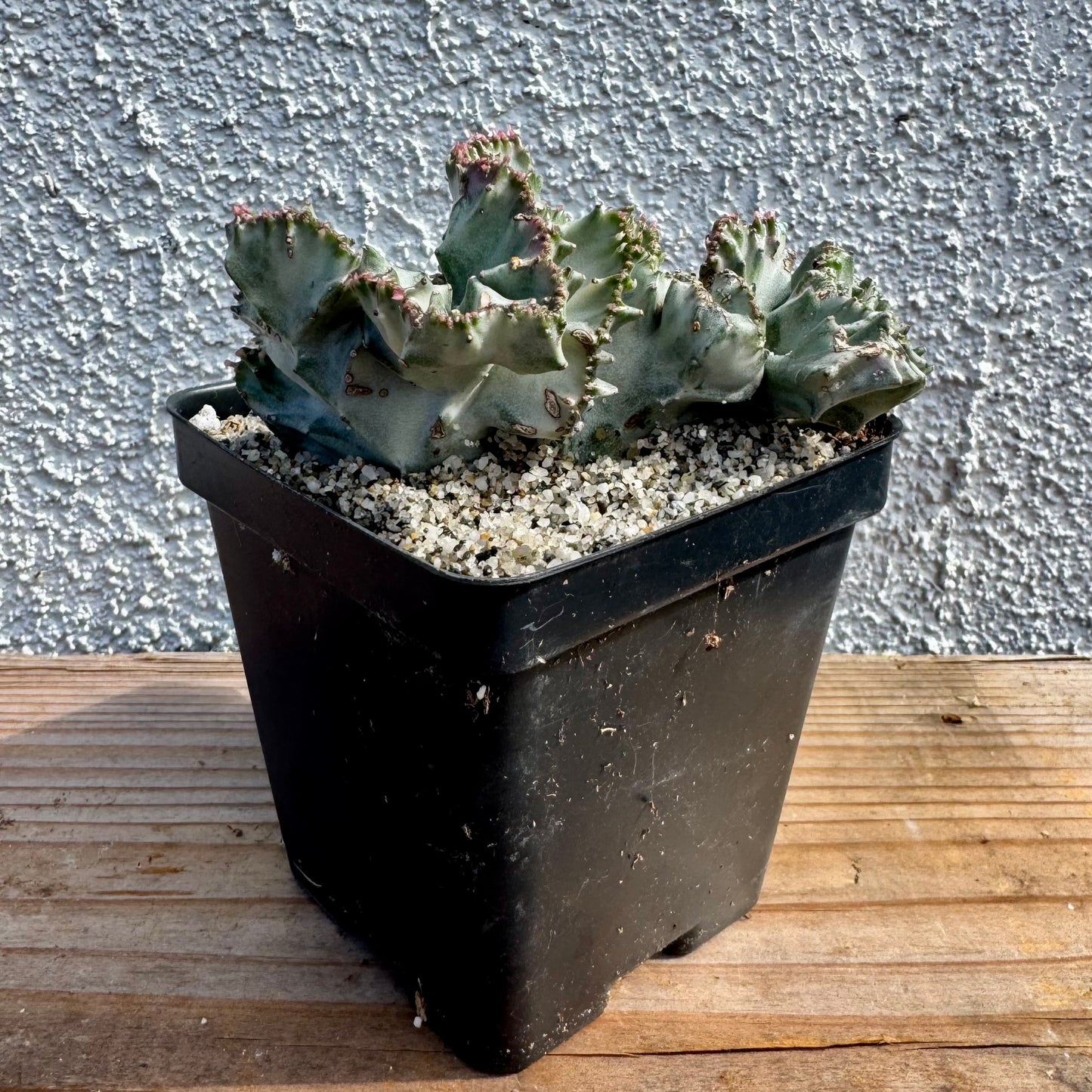 Euphorbia lactea crested variegated (Coral Cactus) – 4" Pot (Grower's Choice)