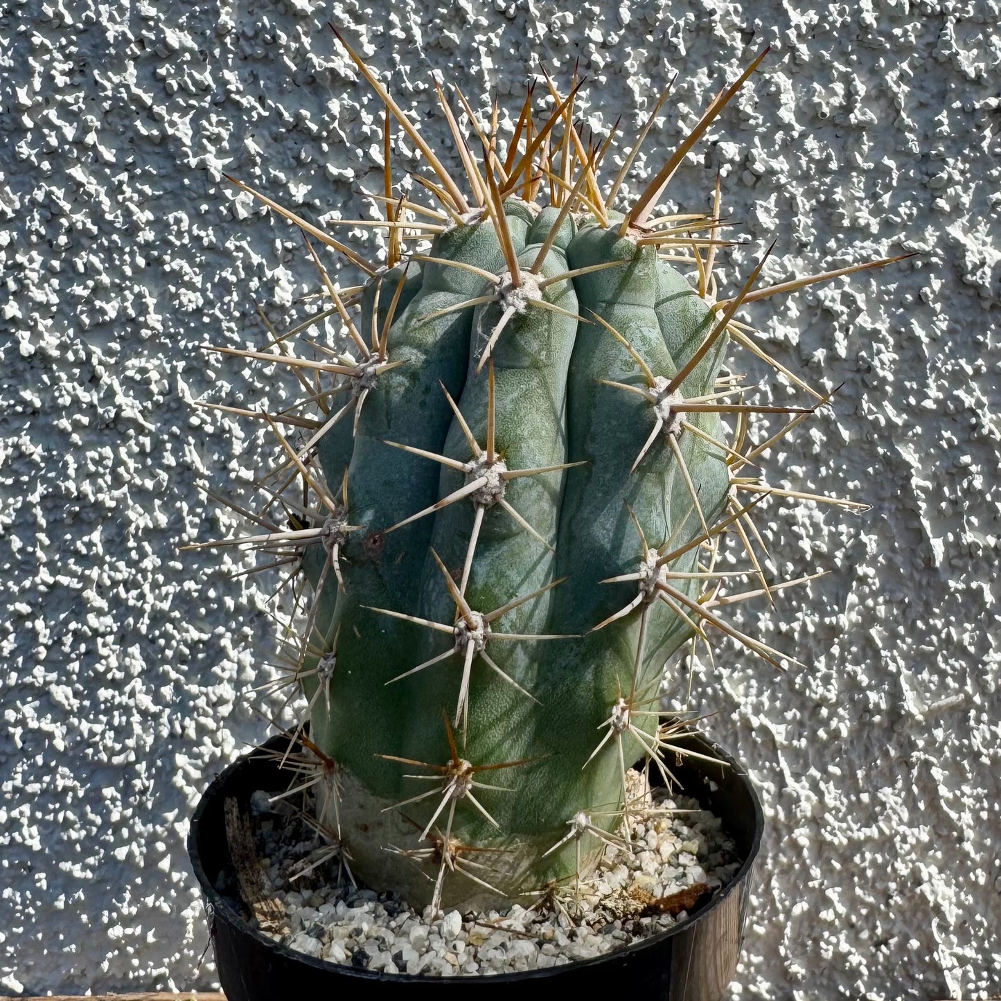 Browningia hertlingiana – 2" Pot (Grower's Choice)