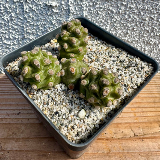 Tephrocactus molinensis – 3.5" Pot (Grower's Choice)