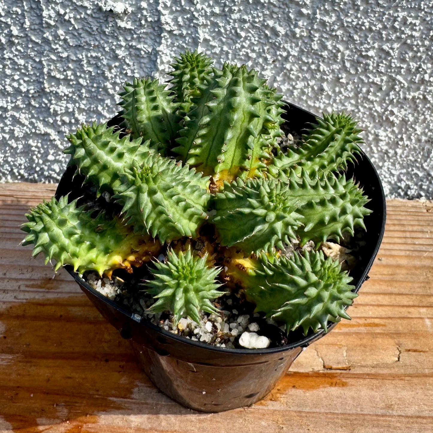 Euphorbia susannae – 3.5" Pot (Grower's Choice)