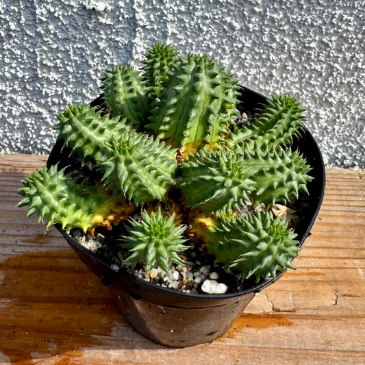 Euphorbia susannae – 3.5" Pot (Grower's Choice)