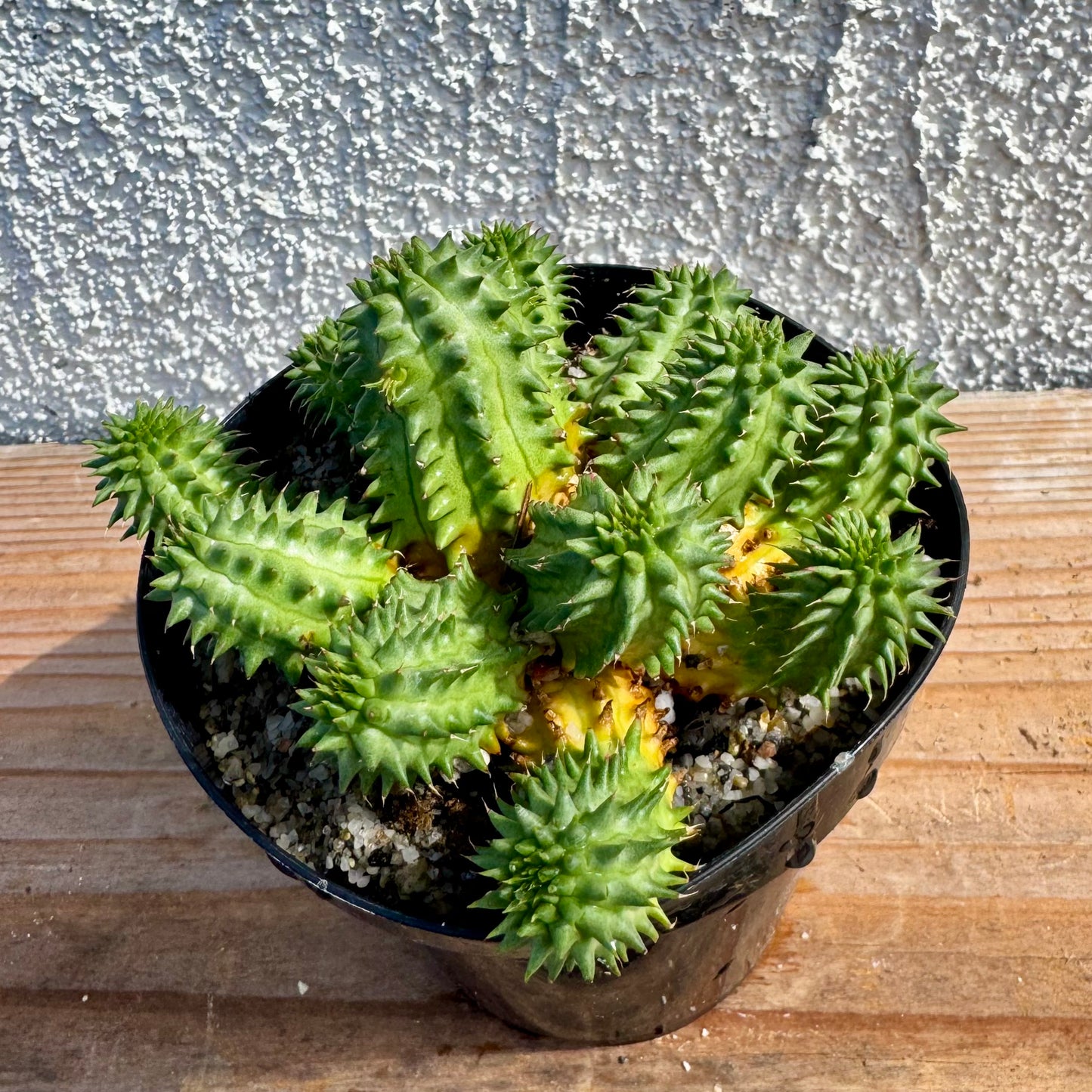 Euphorbia susannae – 3.5" Pot (Grower's Choice)