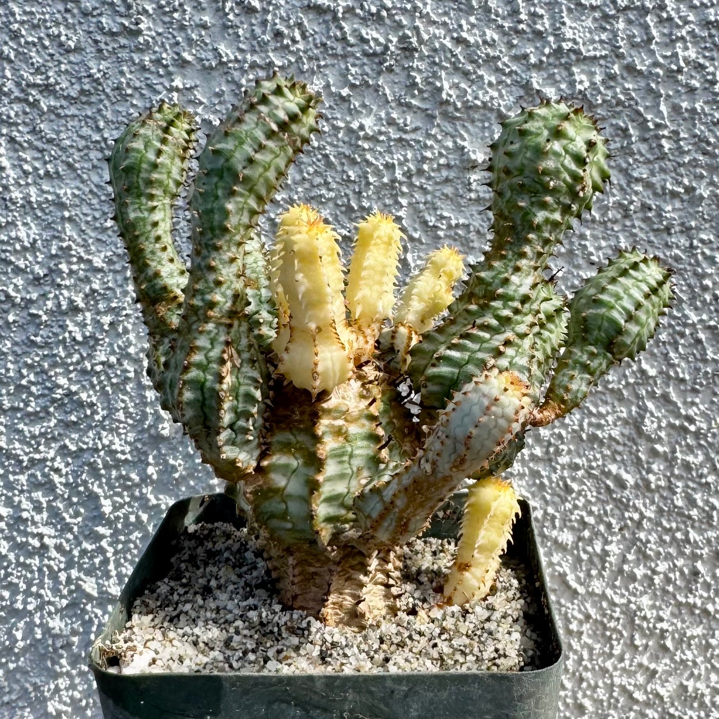 Euphorbia perdorsiana variegated - 4" pot