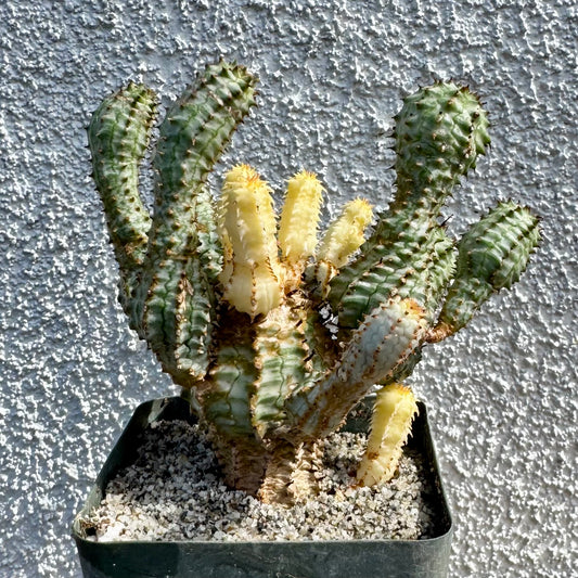 Euphorbia perdorsiana variegated - 4" pot