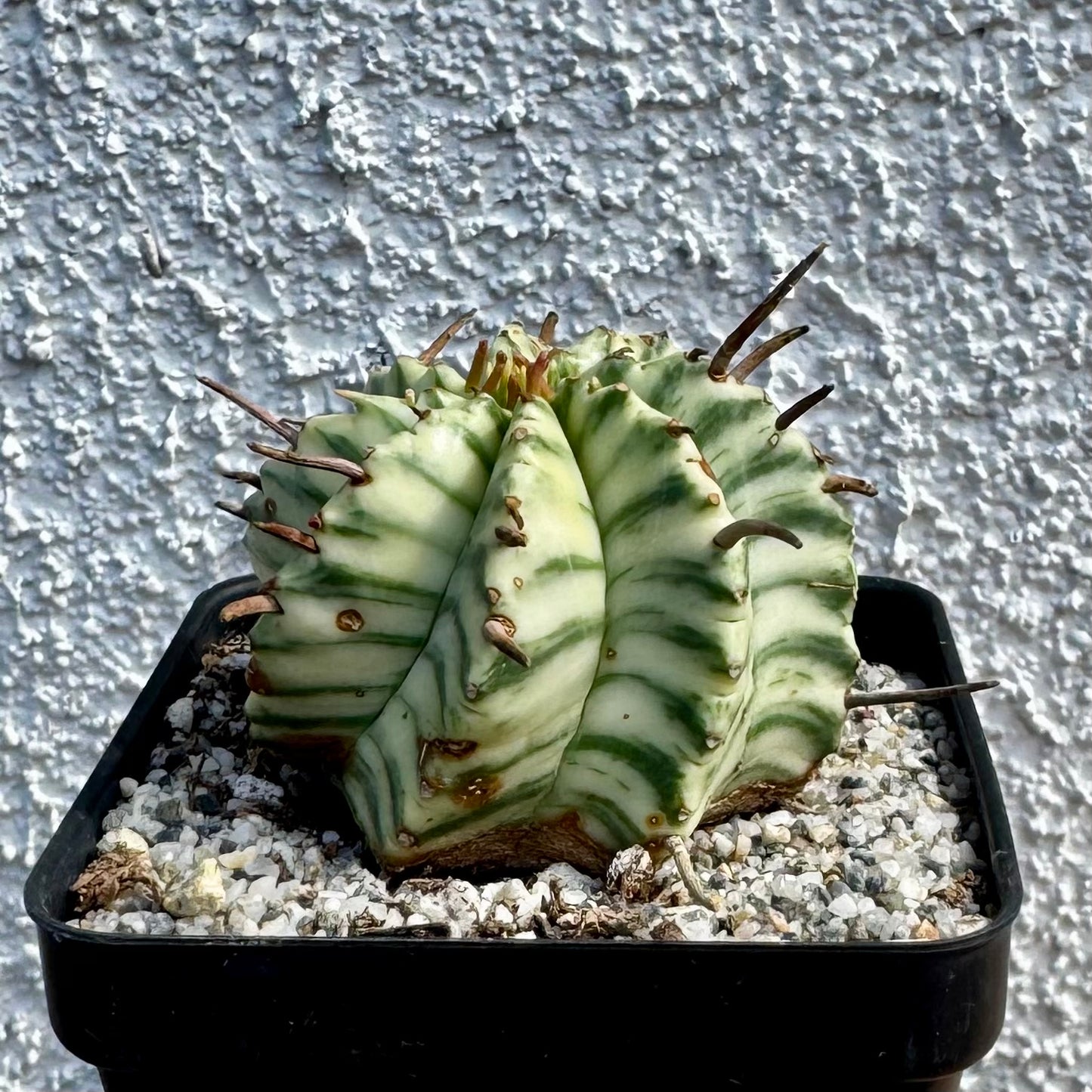 Euphorbia meloformis Variegated – 2.5" Pot (Grower's Choice)