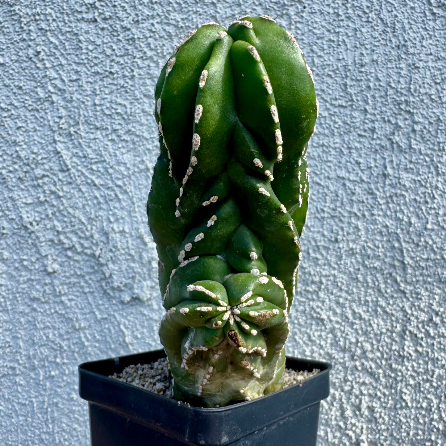 Pachycereus marginatocereus 'Crested' (Rare Mexican Fence Post Cactus) - 4" pot