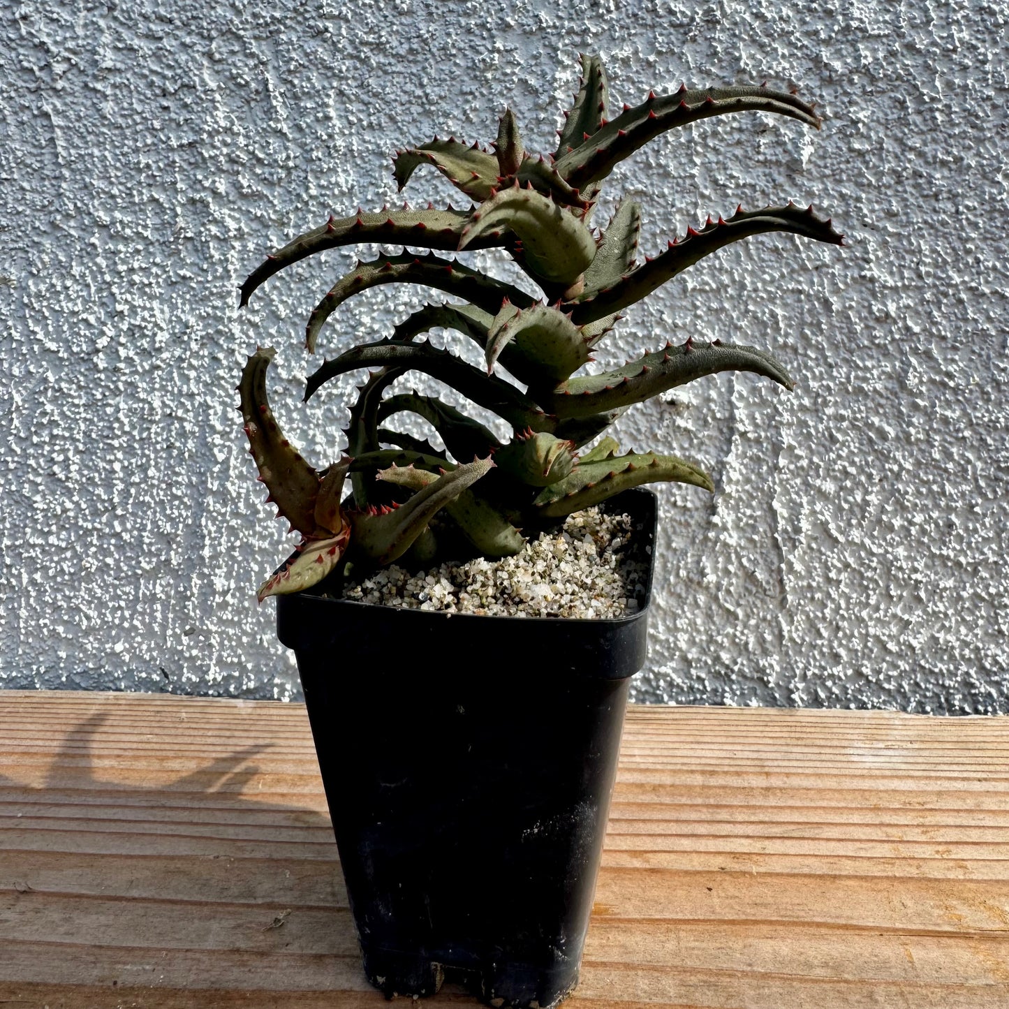 Aloe castilloniae – 2.5" Pot (Grower's Choice)