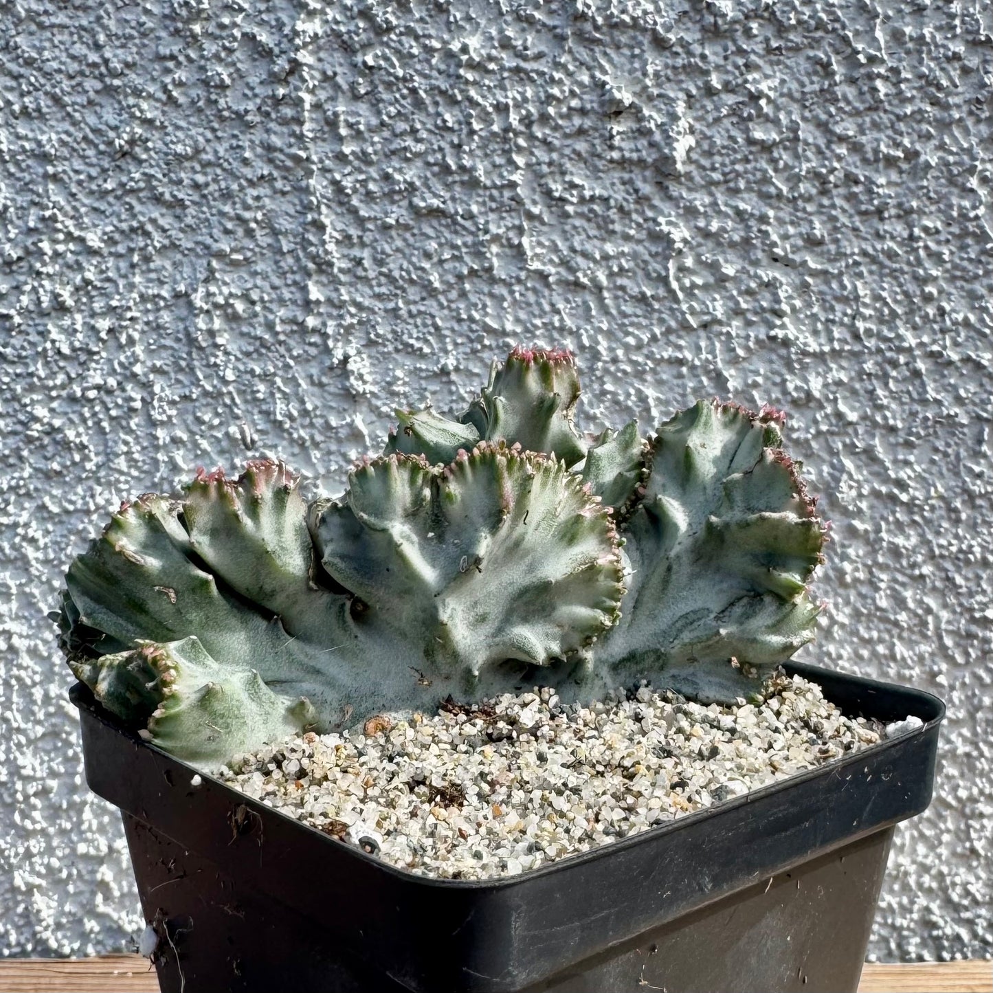 Euphorbia lactea crested variegated (Coral Cactus) – 4" Pot (Grower's Choice)