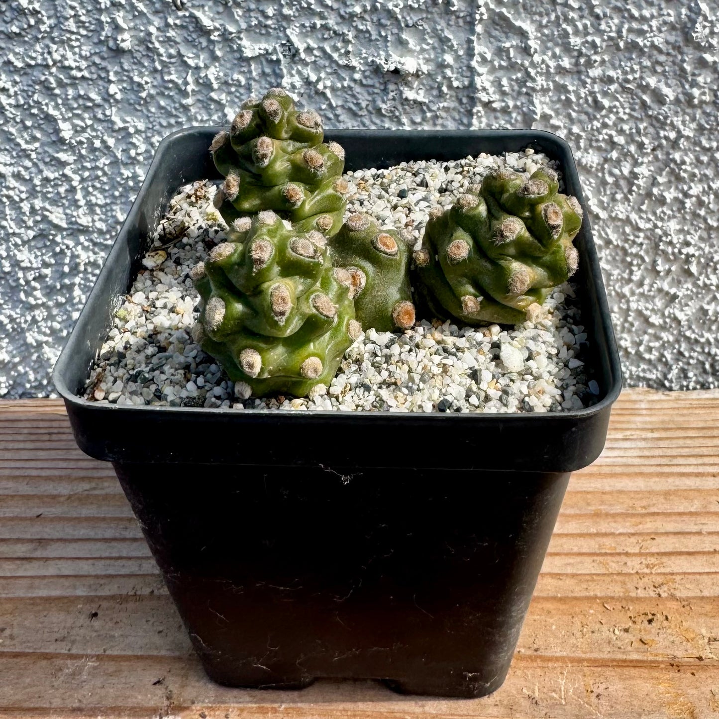 Tephrocactus molinensis – 3.5" Pot (Grower's Choice)