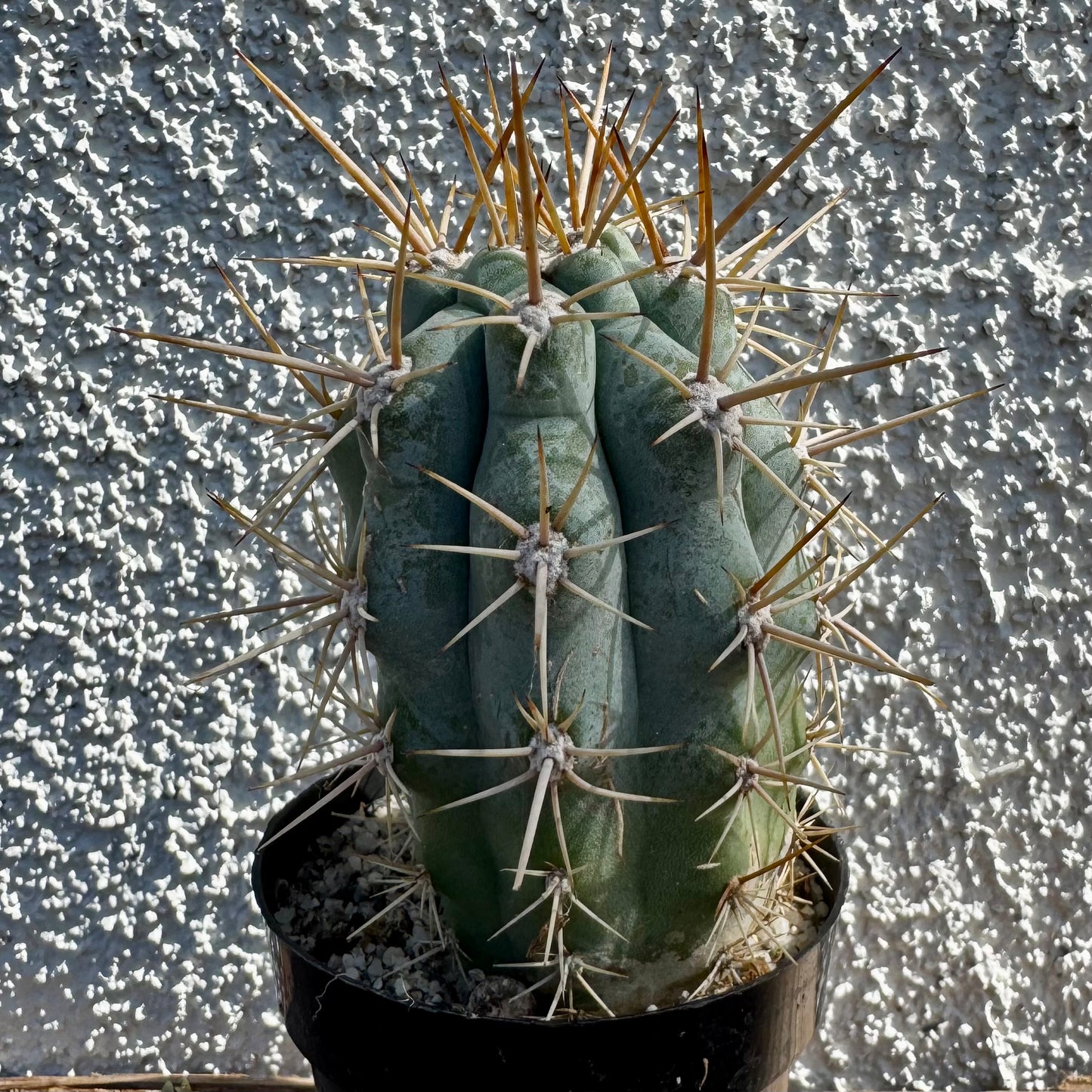 Browningia hertlingiana – 2" Pot (Grower's Choice)