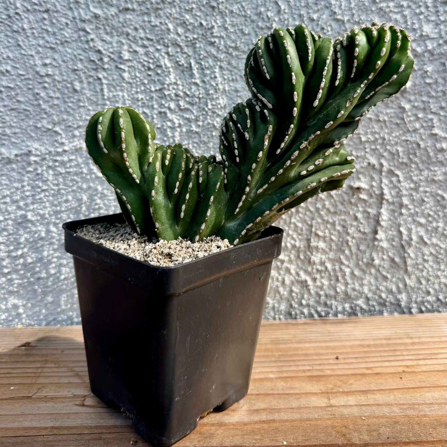 Pachycereus marginatocereus 'Crested' (Rare Mexican Fence Post Cactus) - 4" pot