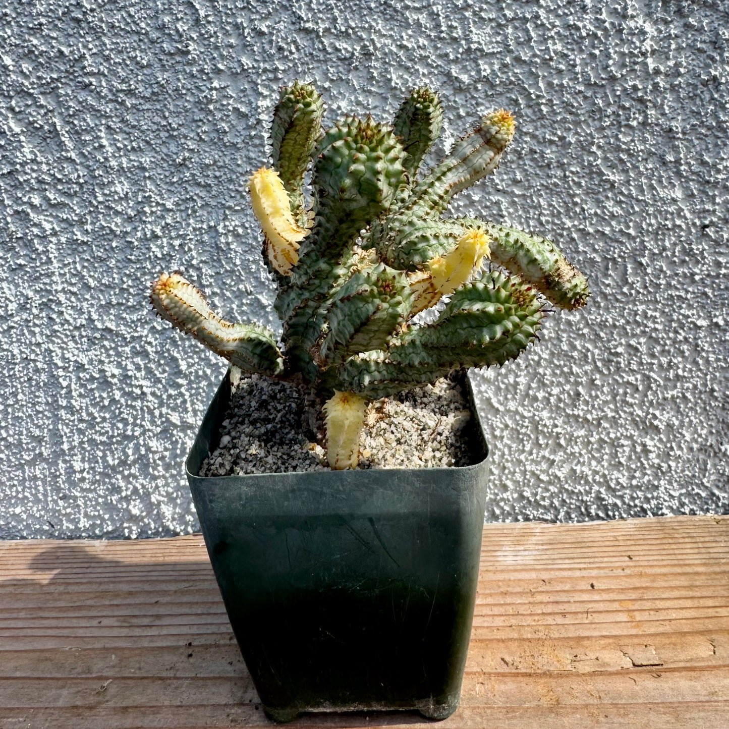 Euphorbia perdorsiana variegated - 4" pot
