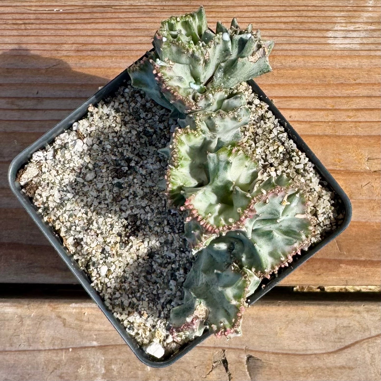Euphorbia lactea crested variegated (Coral Cactus) – 4" Pot (Grower's Choice)