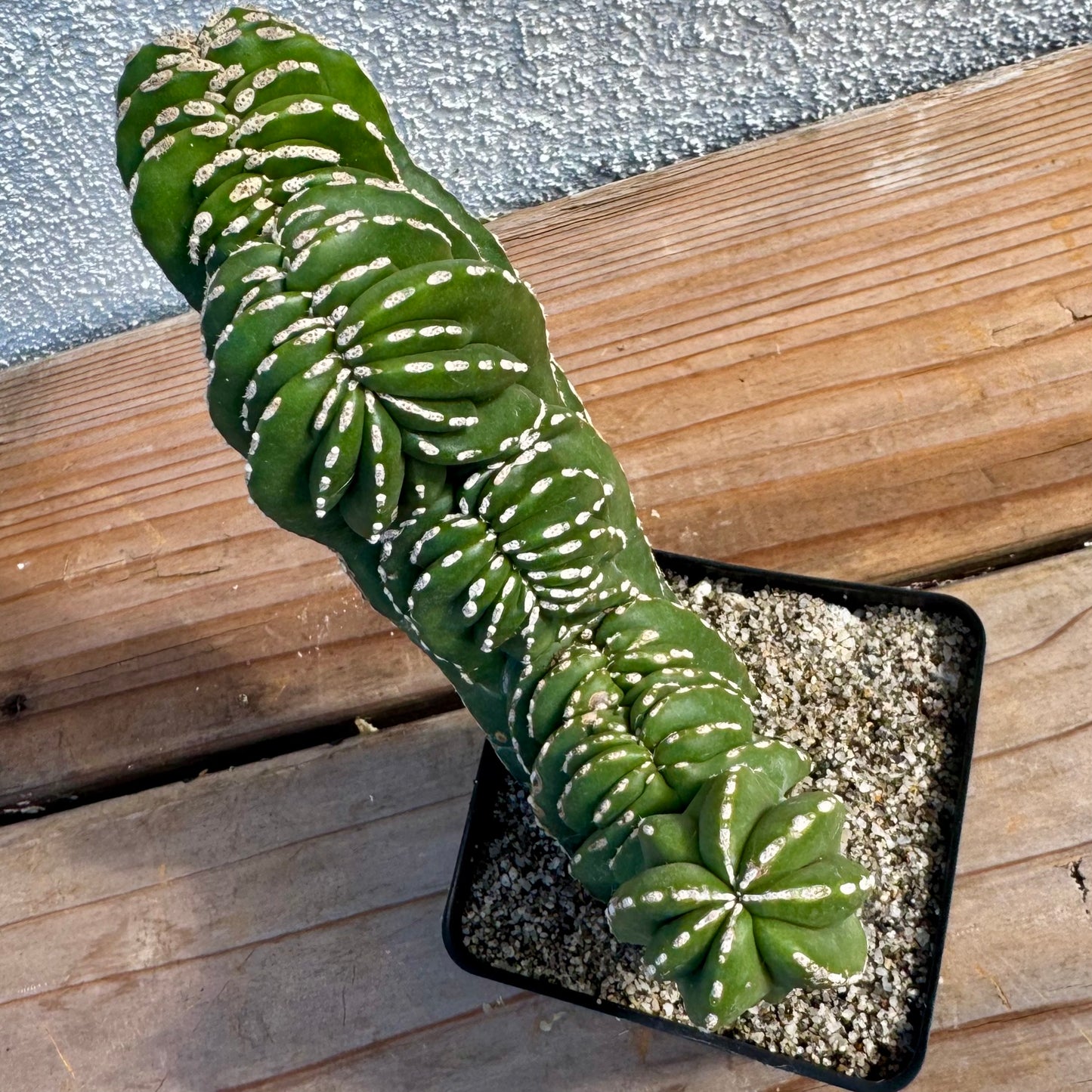 Pachycereus marginatocereus 'Crested' (Rare Mexican Fence Post Cactus) - 4" pot