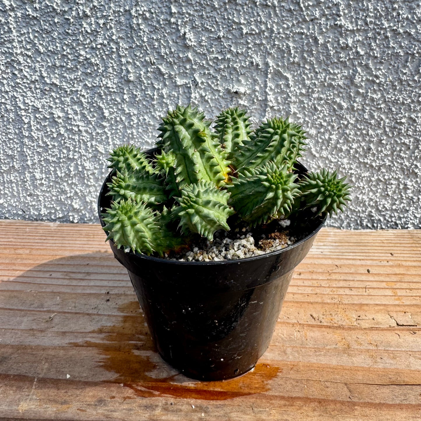 Euphorbia susannae – 3.5" Pot (Grower's Choice)
